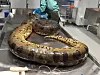 The sudden death of this anaconda in Norway led to an unusual necropsy