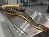 The sudden death of this anaconda in Norway led to an unusual necropsy