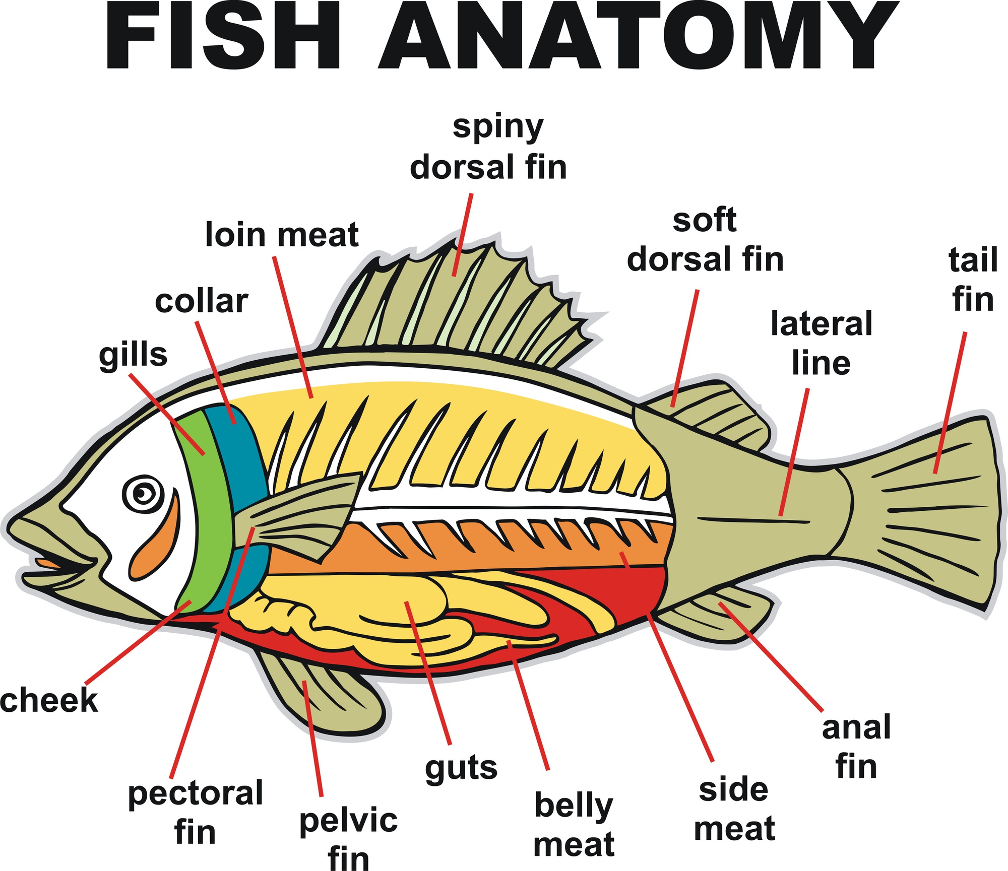 魚の解剖学のベクトル図 ベクター画像 プレミアムダウンロード