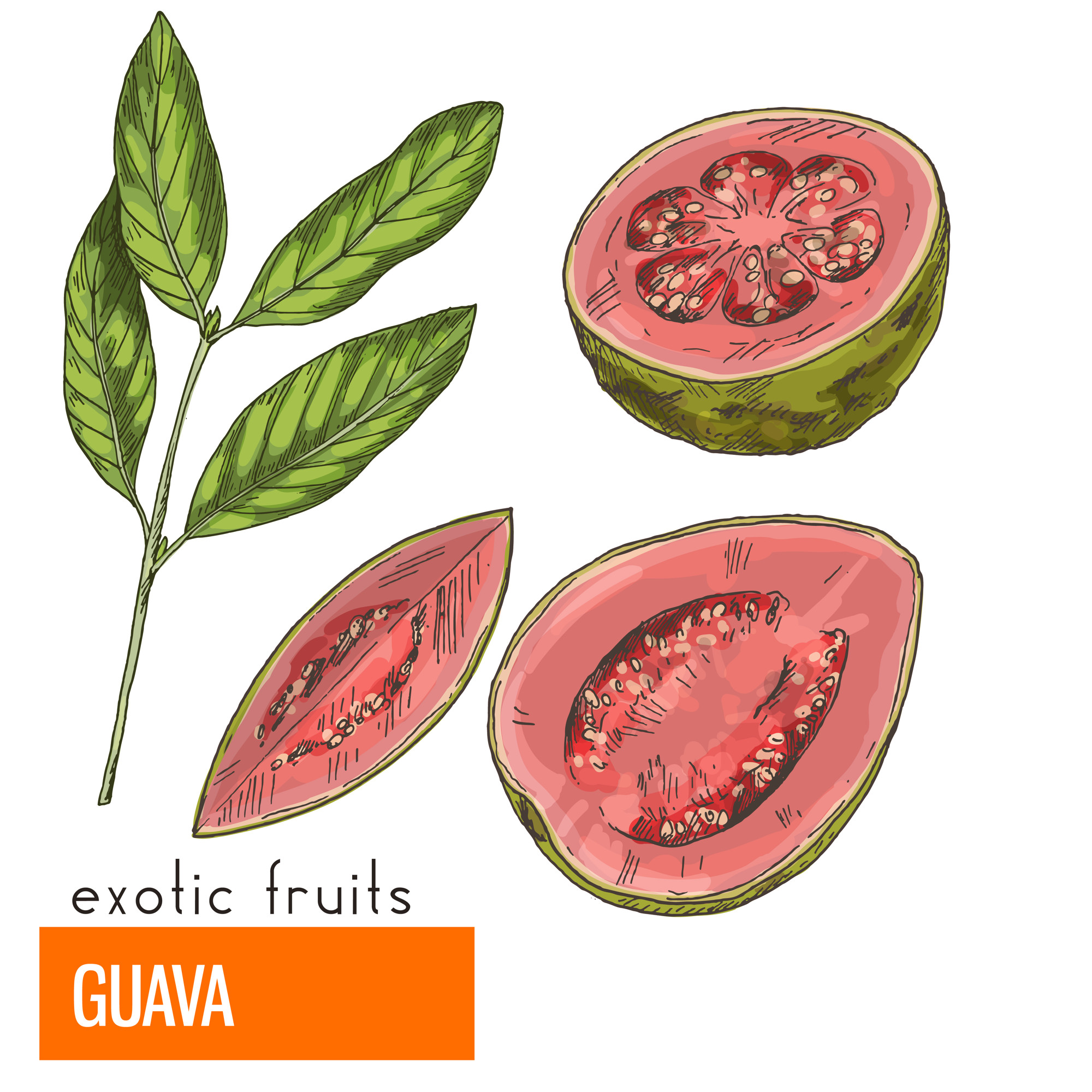Guayaba. ilustración de vector de color Vector Premium