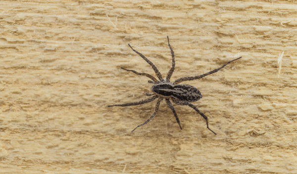 Spinnenbeten: Hoe Herken Je Ze En Wanneer Moet Je Naar De Dokter? | Gezondheid.be