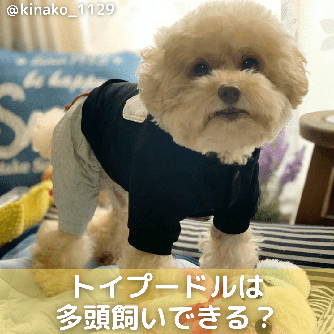 トイプードルは多頭飼いできる？メリット・デメリットやコツを解説！