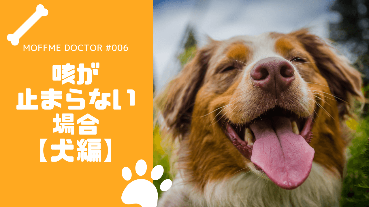 【MOFFME DOCTOR DOG】咳が止まらない？どうすれば良い？