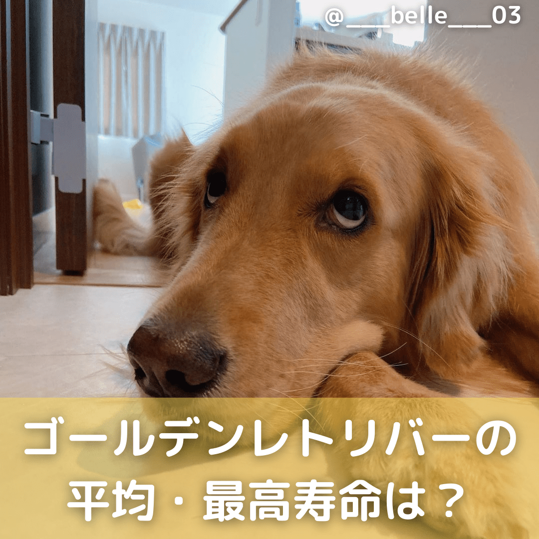 【獣医師監修】ゴールデンレトリバーの平均・最高寿命は？短い？長生きのコツを解説