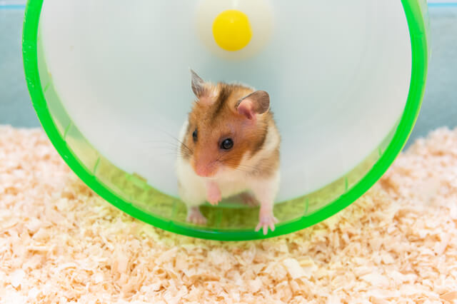 動物 アレルギー 飼える ペット 262353