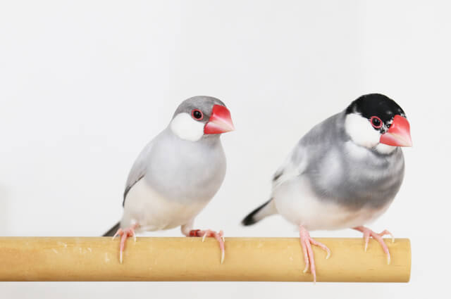 文鳥がなつく方法って？ペットとしての文鳥の飼い方をご紹介