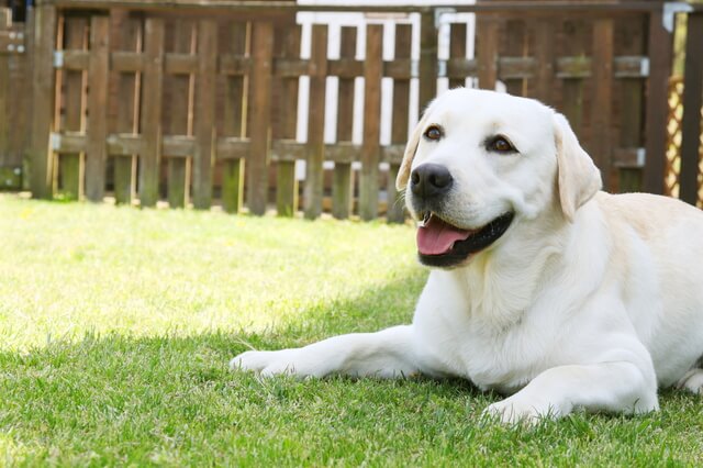 犬 ラブラドール・レトリーバー 0歳のペット保険比較（おすすめ順）