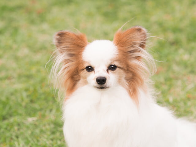 犬 パピヨン 12歳のペット保険比較（おすすめ順）