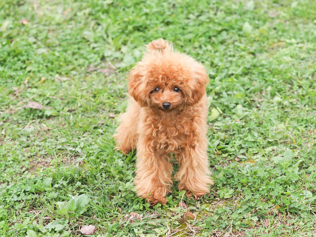 犬 トイ・プードル 13歳のペット保険比較（おすすめ順）