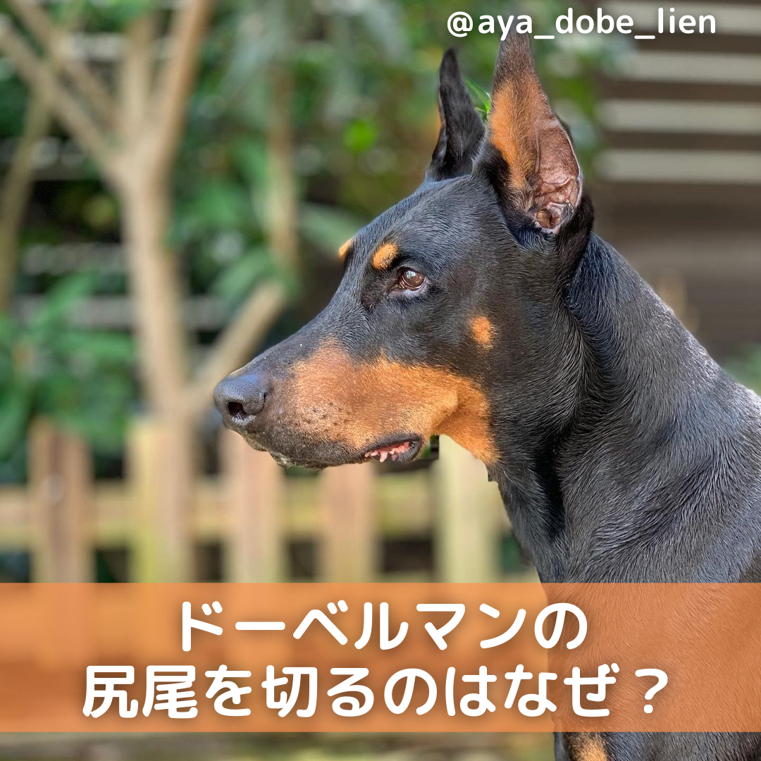 公式】ドーベルマンの耳について│Ｈｏｎｄａ Ｃａｒｓ 津 ドーベルマンがしっぽを切る理由は？断尾や断耳、性格についても解説