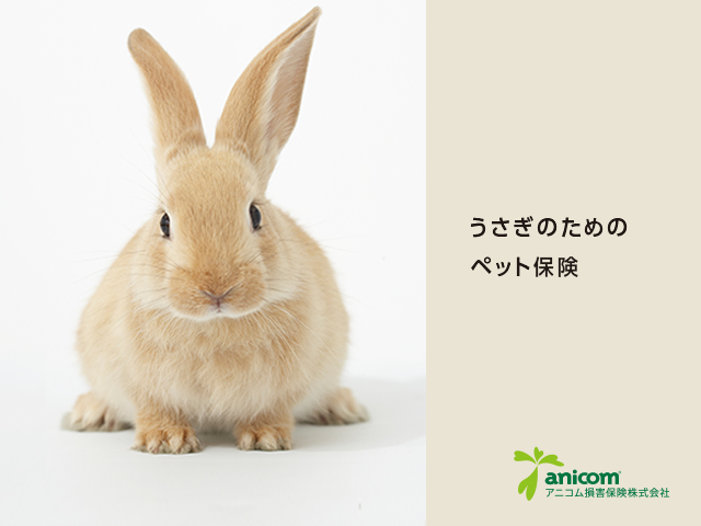 うさぎのペット保険！人気おすすめを徹底解説【2021年最新版】