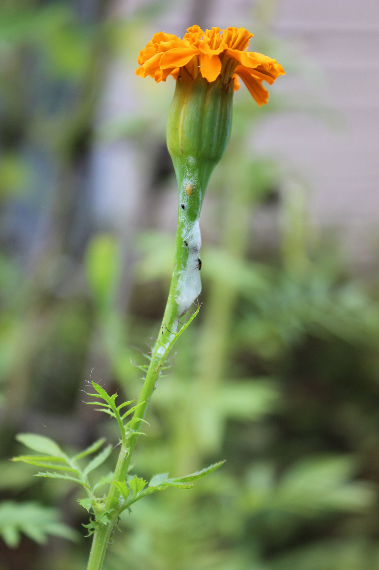 milky liquid like glue on stems of basil and marigold gardening
