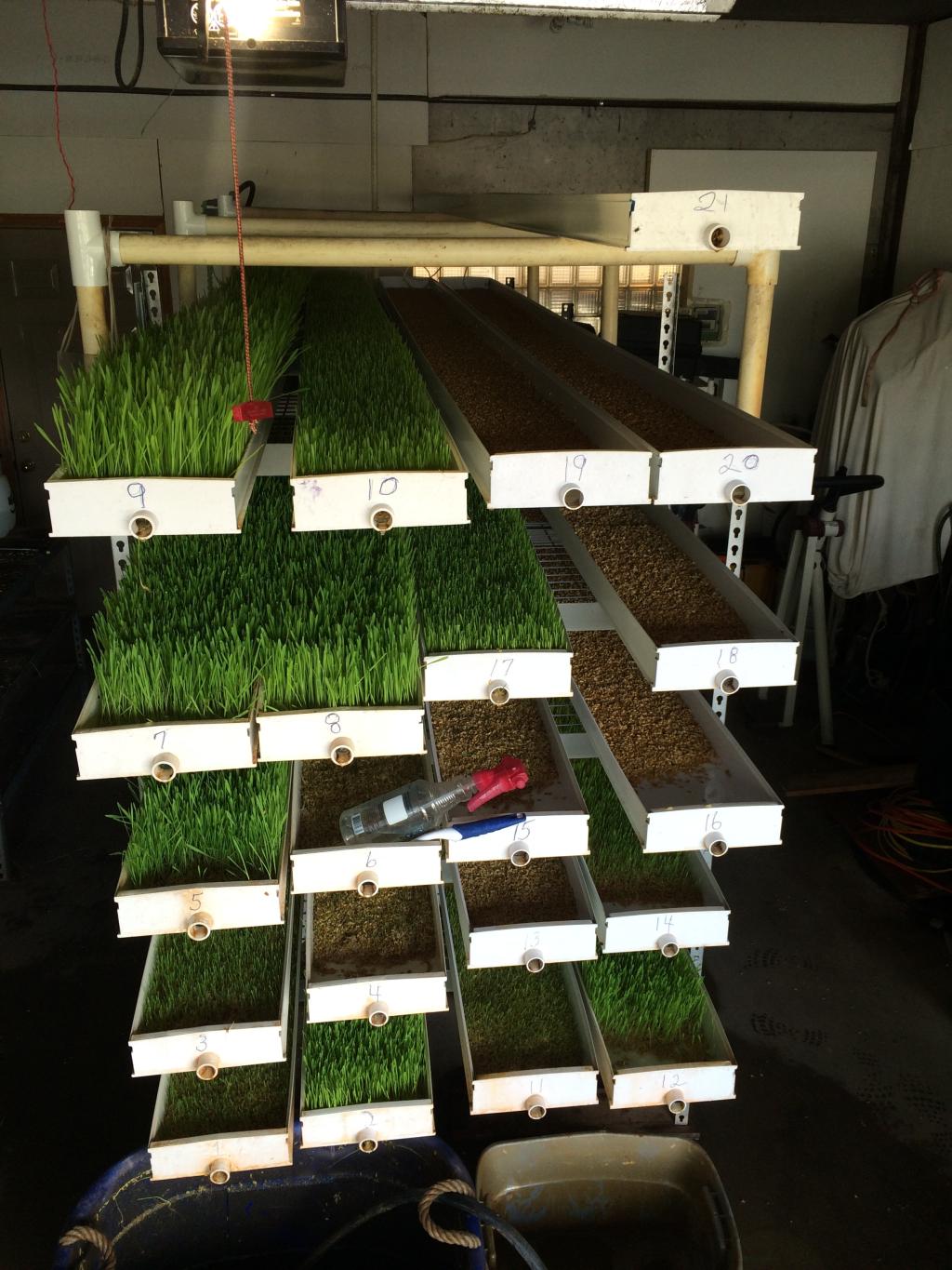 Worlds Most Expensive Greenhouse! Blooming all over! Update 3/13