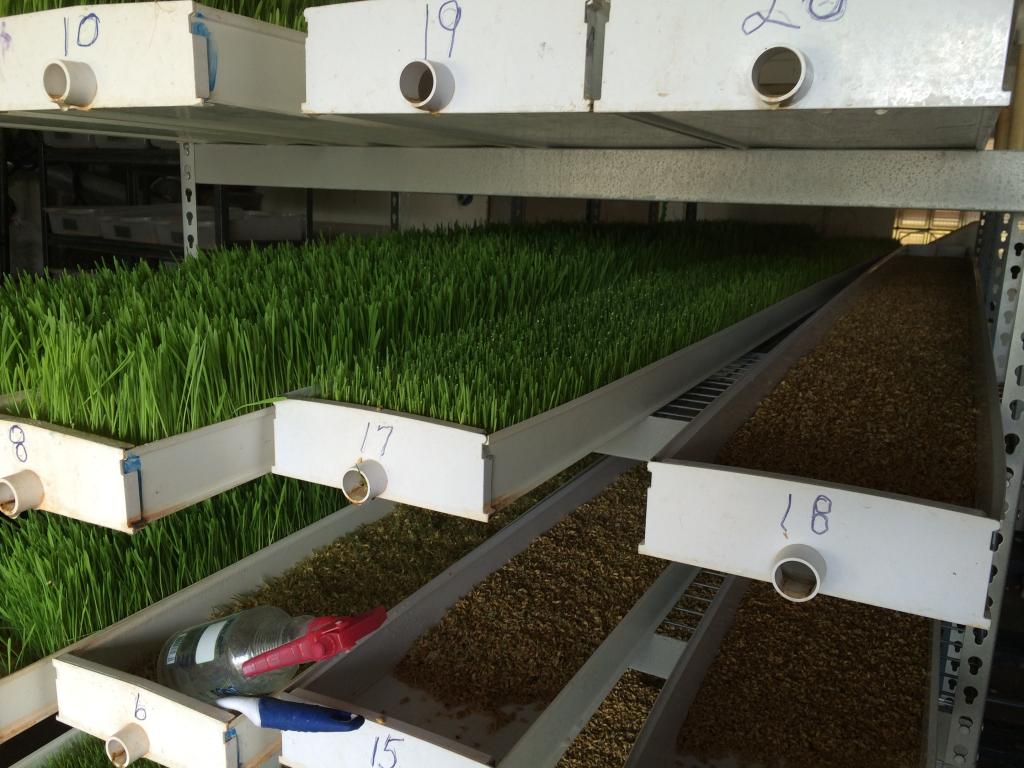 Worlds Most Expensive Greenhouse! Blooming all over! Update 3/13