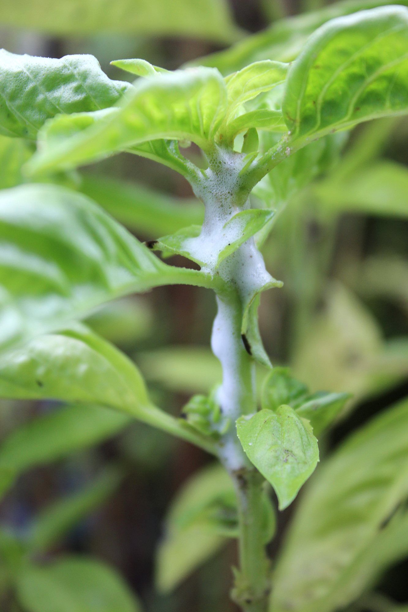 milky liquid like glue on stems of basil and marigold gardening