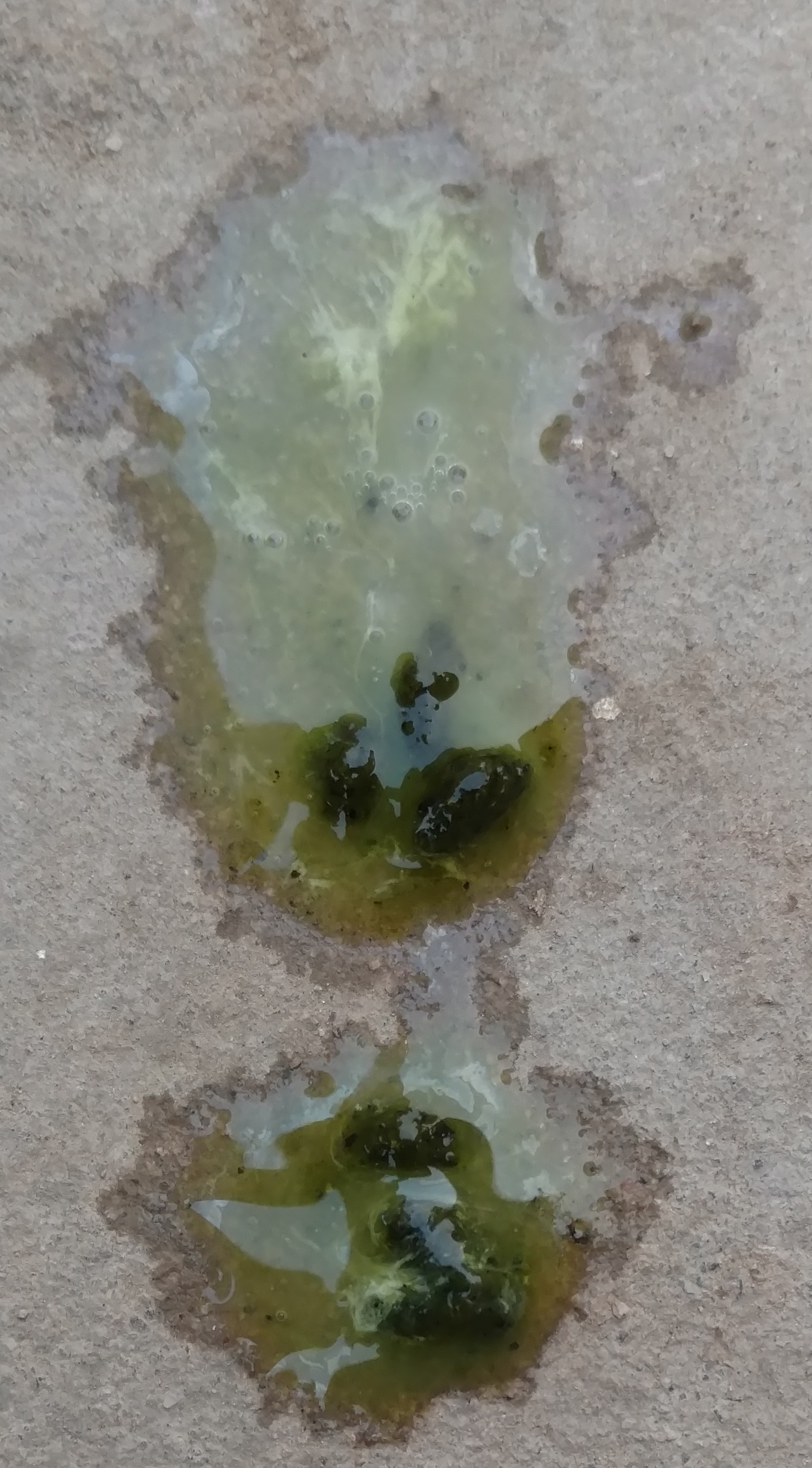 Two pigeons, eating very little, watery droppings with bubbles PigeonTalk