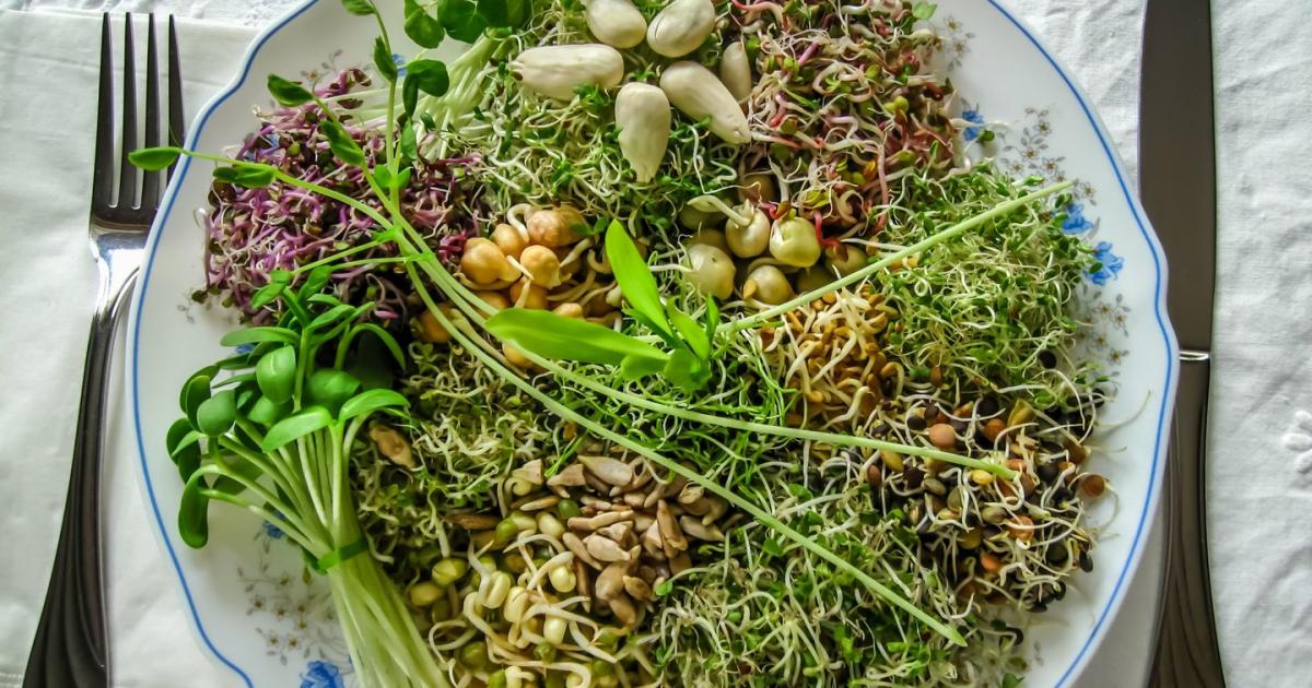 Vitamine vom Fensterbrett Warum Sprossen gesund sind kurier.at