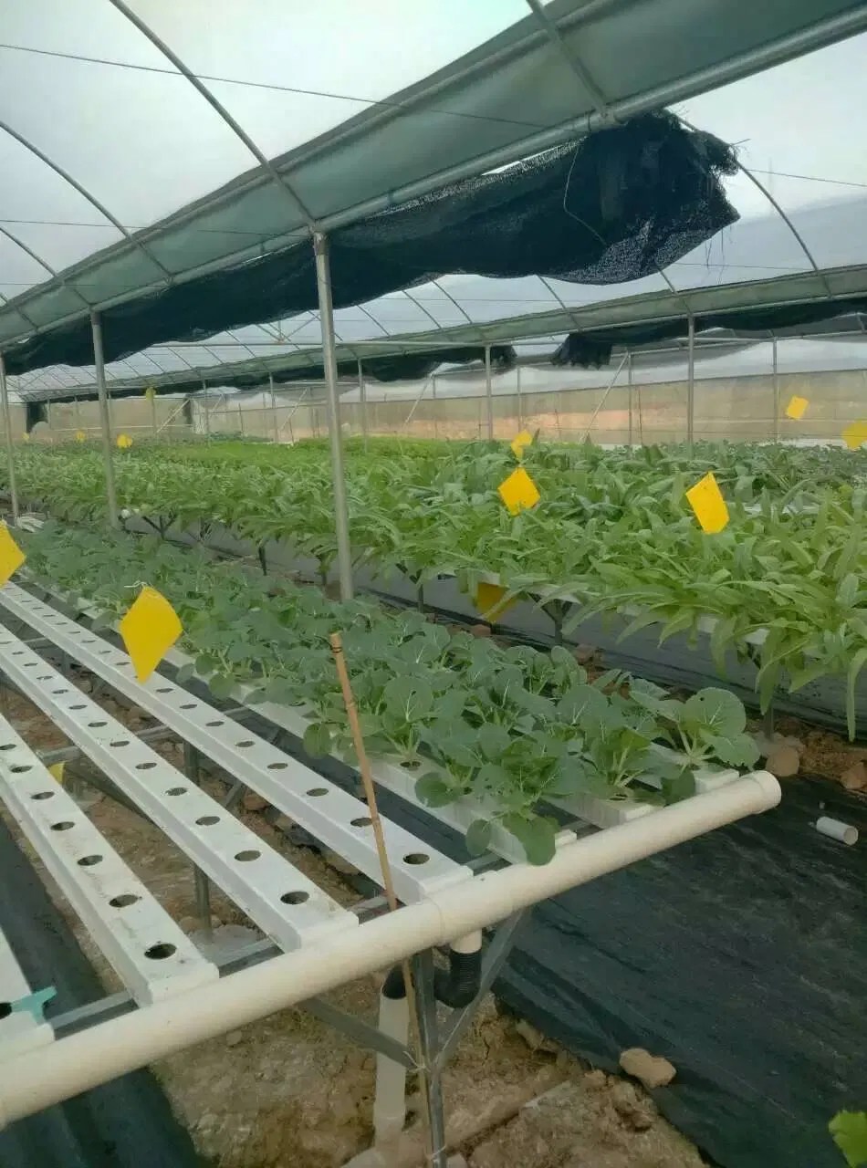 Customized Sizes Nft Hydroponics PVC Channel for Hydroponic Growing System China Hydroponic