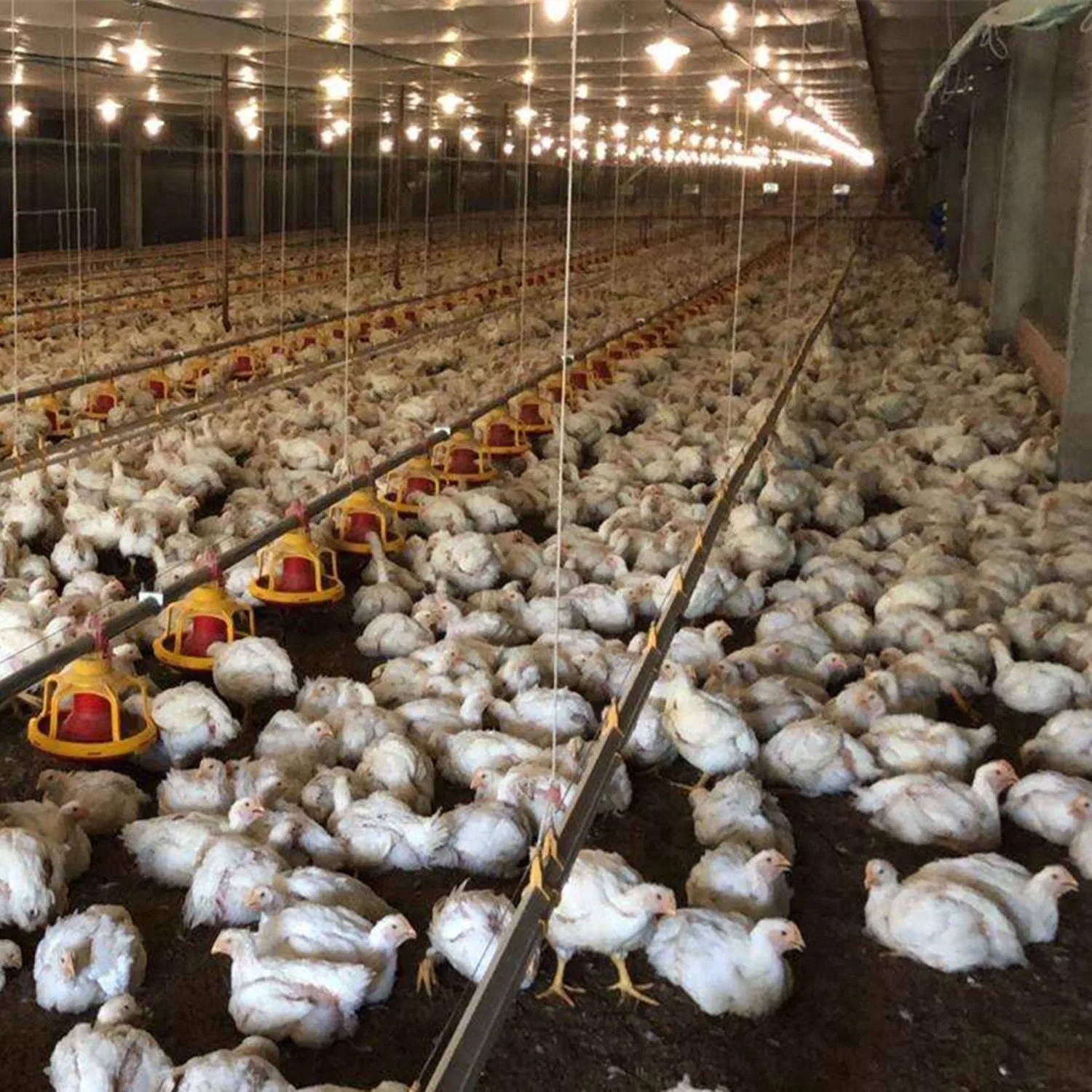 China Automatic Broiler Chicken House Environment Control System