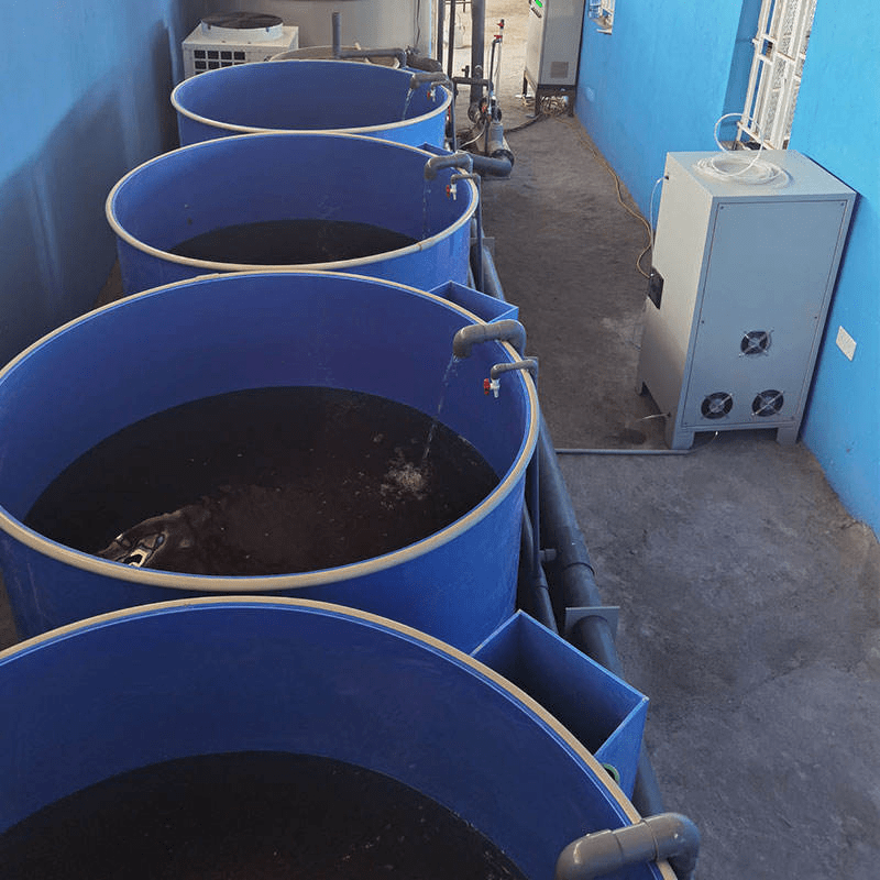 Factory Biological Filter Recirculating Ras Aquaculture System China Indoor Aquaculture