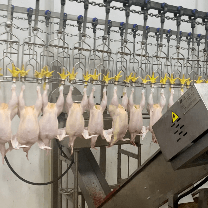 Chicken Slaughtering Machine Poultry Processing Line Slaughterhouse