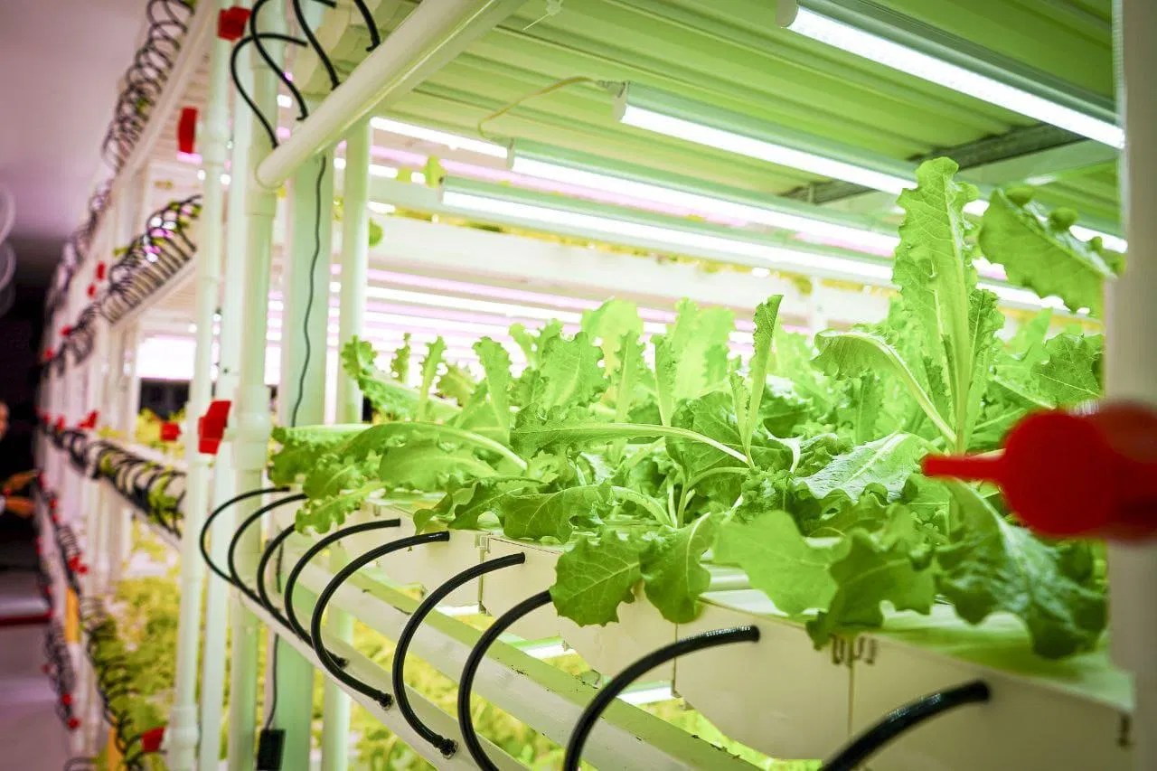 Indoor Hydroponic PVC Pipe Vegetable Growing System with LED Lights