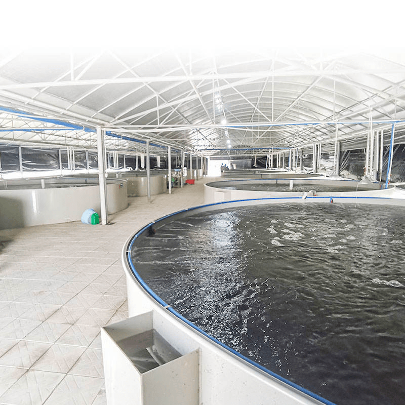 Factory Biological Filter Recirculating Fish Grow out System China Aquaculture Equipment and