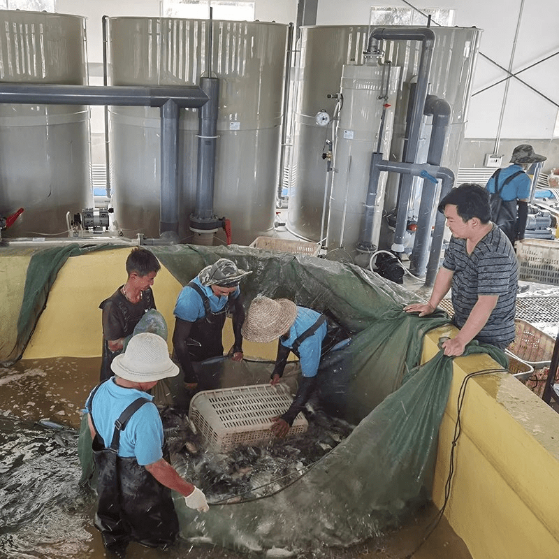 Customized Biological Filter Recirculating Ras Aquaculture System China Aquaculture Tank
