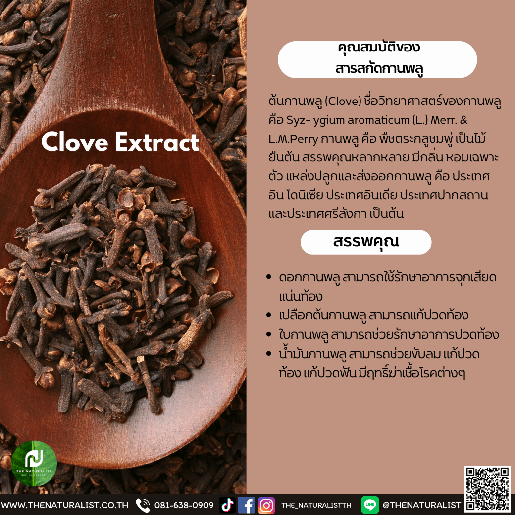 สารสกัดกานพลู Clove Extract thenaturalist