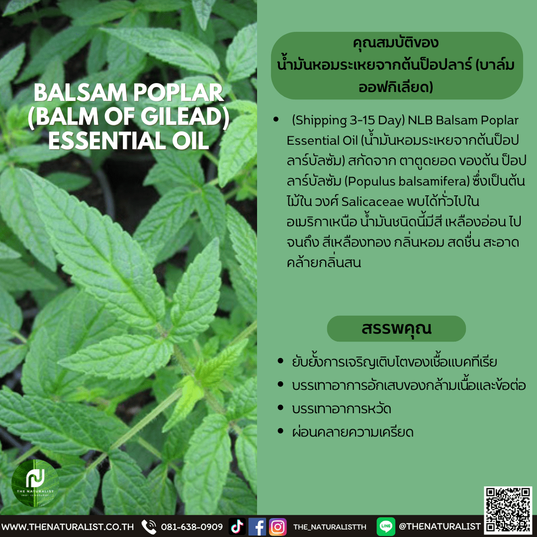 น้ำมันหอมระเหยจากต้นป็อปลาร์ BALSAM POPLAR ESSENTIAL OIL thenaturalist