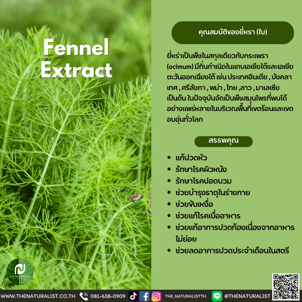 ใบยี่หรา Fennel Extract thenaturalist