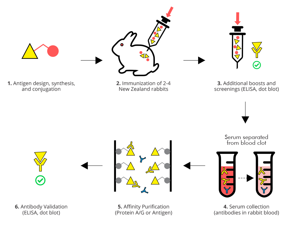Biobasic Polyclonal Antibody Production smartscience