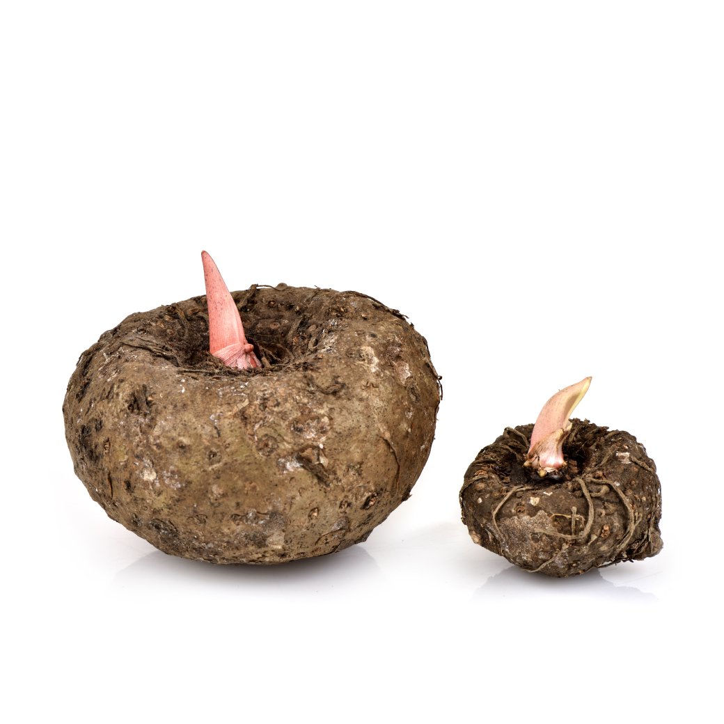 Konjac mhealthpsv2021