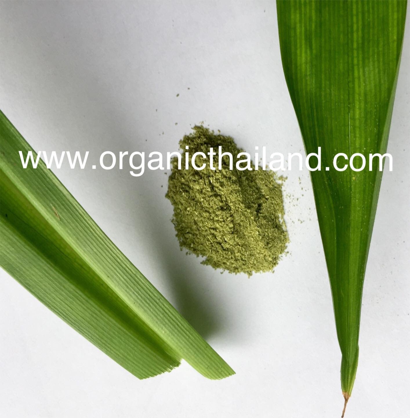 Pandan Leaf Powder 1kg organicthailand