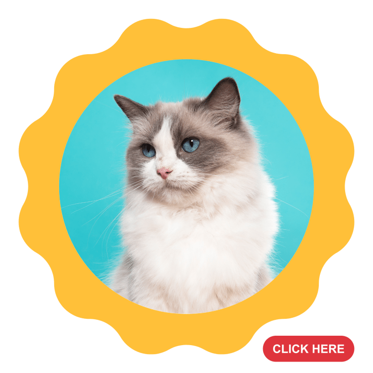 Petsister Thailand Online Pet Food, Pet Supplies Store