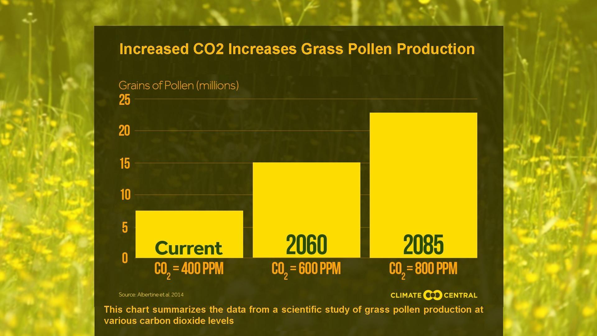 Achoo! Carbon Dioxide Emissions Increase Pollen Production PBS