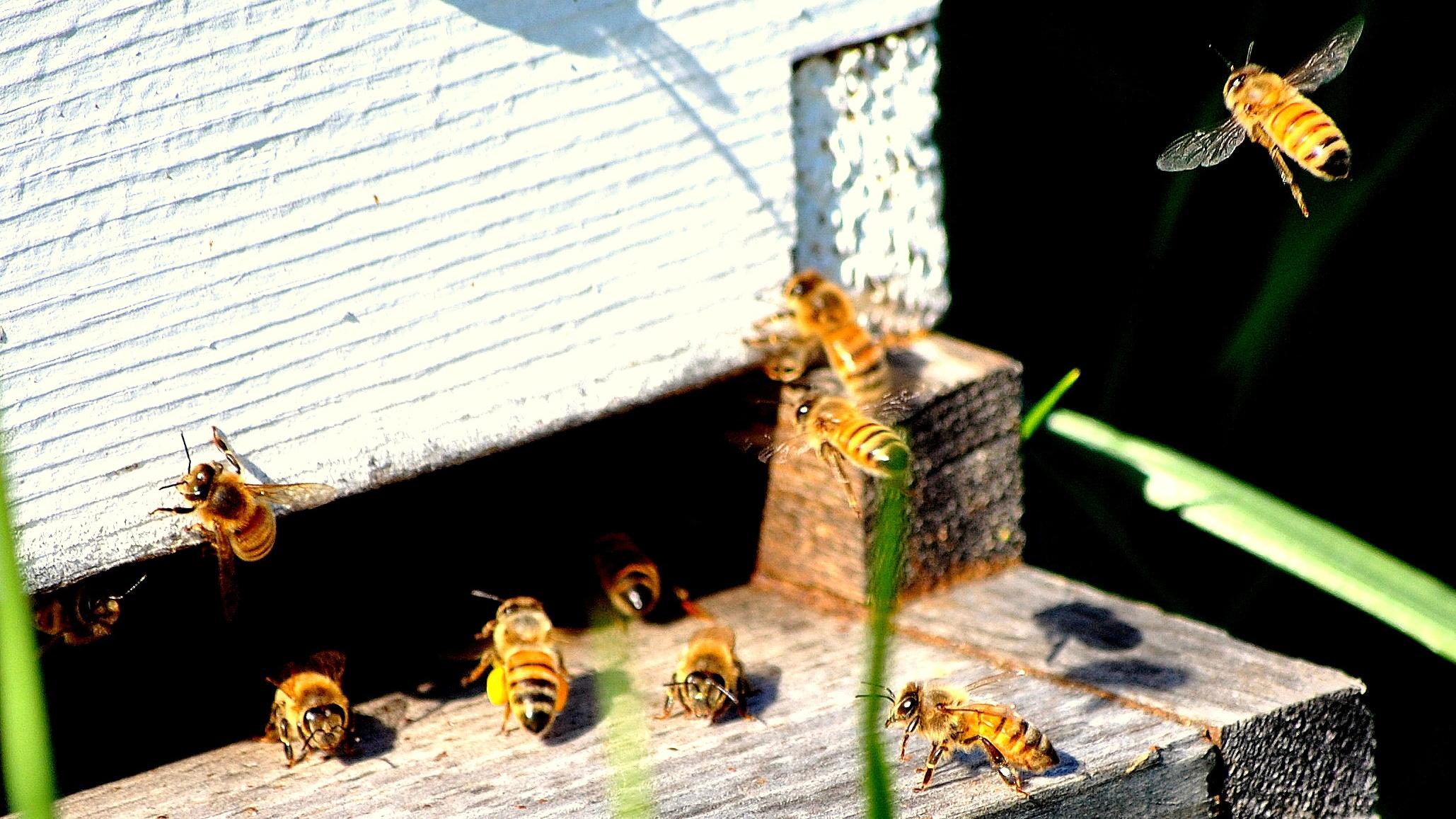 Reclaiming Habitat for Honeybees PBS LearningMedia