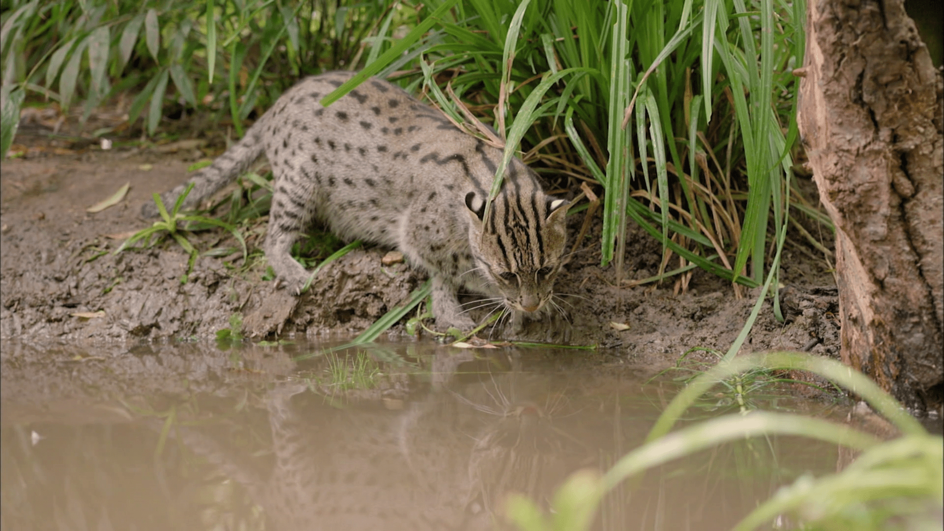 Animal Adaptations Fishing Cat PBS LearningMedia