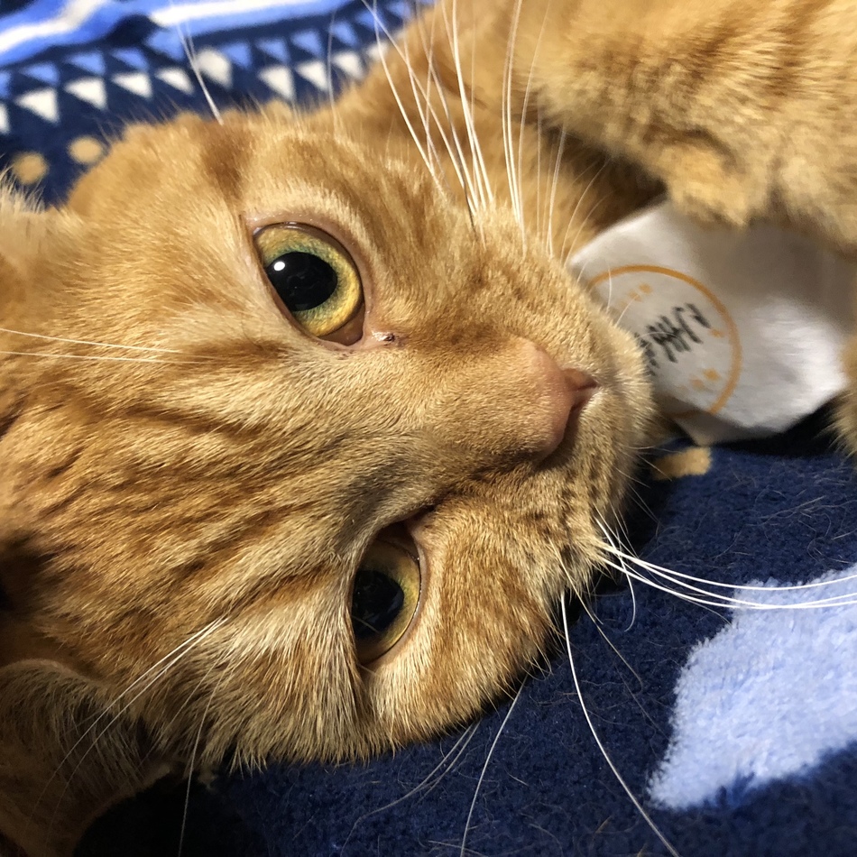 珀（スコティッシュフォールド） ペットのおうち【月間利用者150万人！】