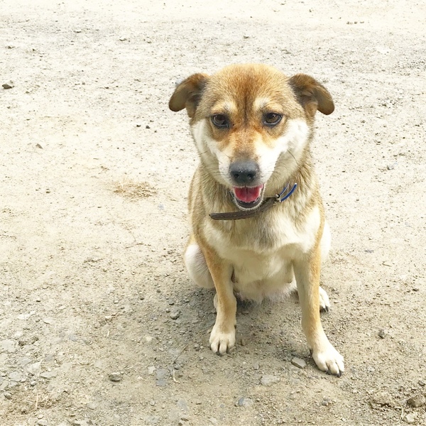 雑種の子犬が生まれます（雑種） ペットのおうち【月間利用者150万人！】
