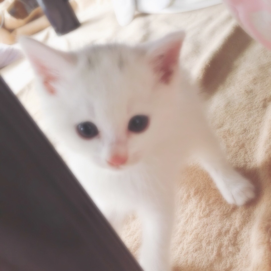 さく（雑種） ペットのおうち【月間利用者150万人！】