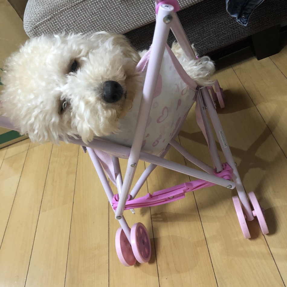 ふぅ（トイ・プードル） ペットのおうち【月間利用者150万人！】