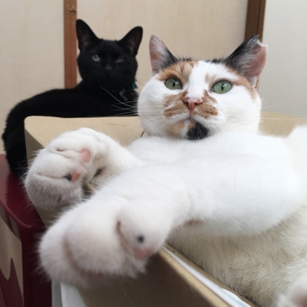 「前髪がかわいい 三毛猫の...」長野県 猫の里親募集(90883) ペットのおうち【月間利用者150万人！】