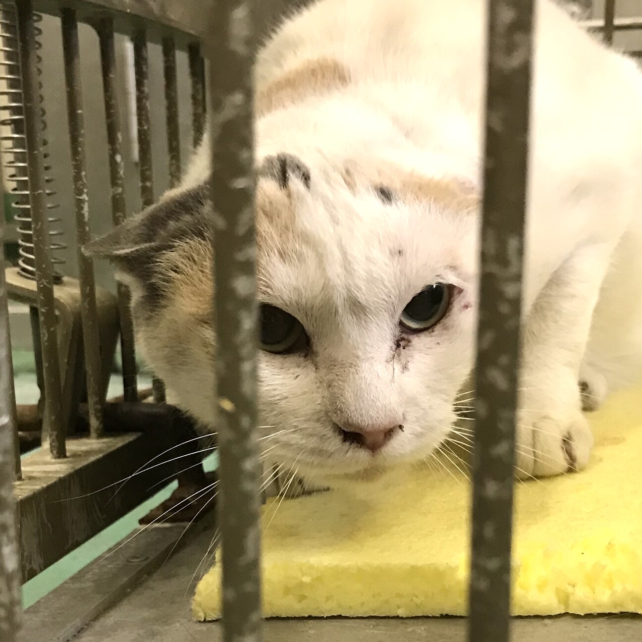 「妊娠中の可能性あり白三毛成猫」山口県 猫の里親募集(313734) ペットのおうち【月間利用者150万人！】
