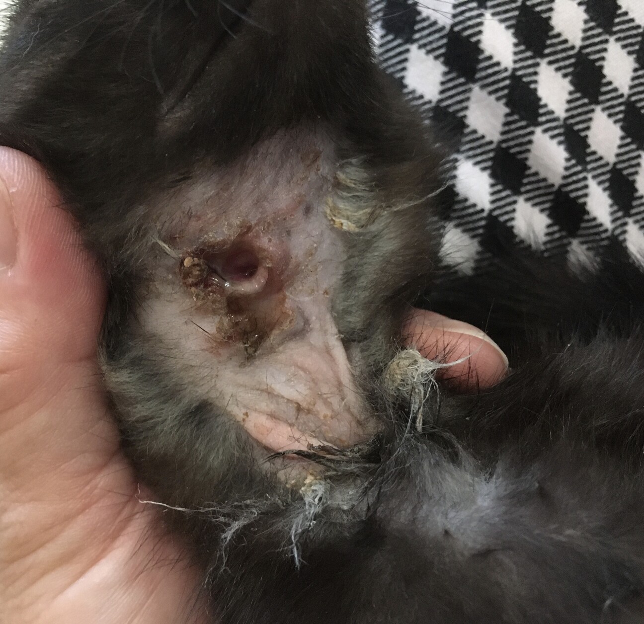 200以上 動物 虐待 画像 548676