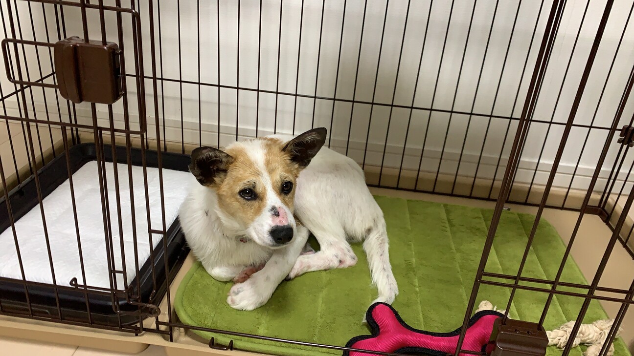「穏やか美人犬のベムちゃん...」北海道 犬の里親募集(320806) ペットのおうち【月間利用者150万人！】