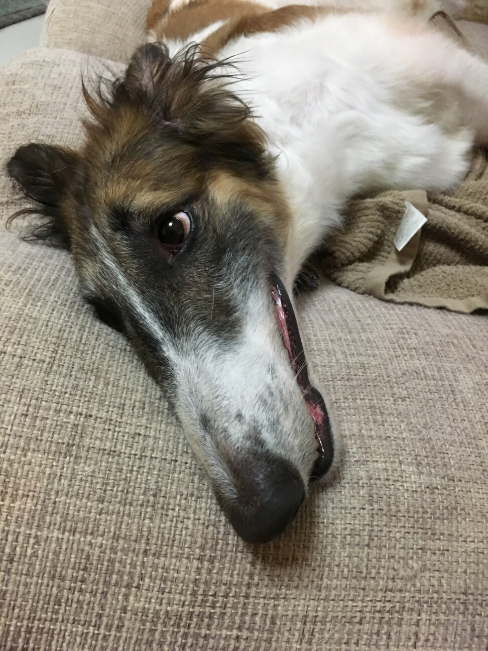 「小柄で外を知らなかった大型犬」三重県 犬の里親募集(329099) ペットのおうち【月間利用者150万人！】