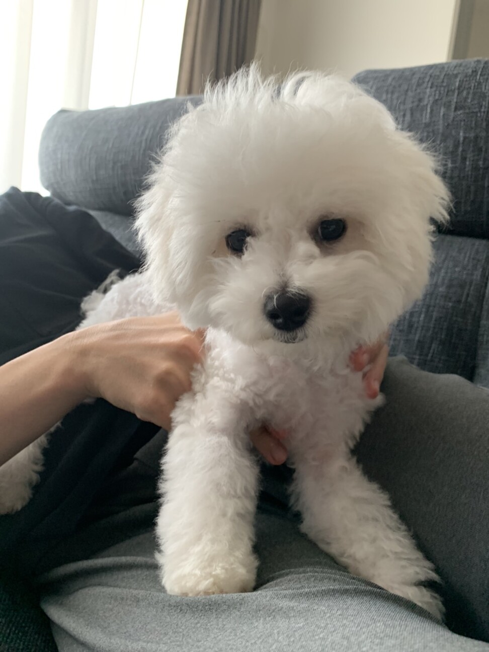 「ビション・フリーゼ♂」福岡県 犬の里親募集(329138) ペットのおうち【月間利用者150万人！】