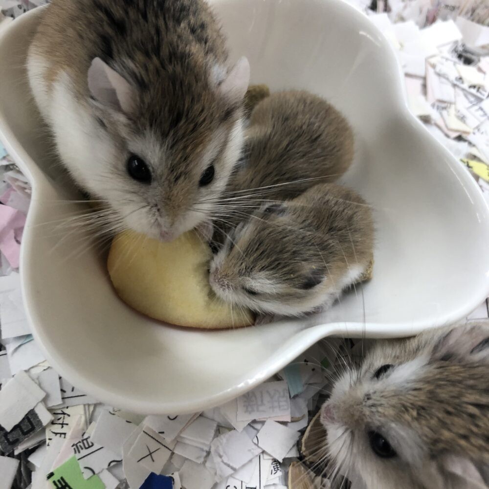 「ロボロフスキーハムスター...」宮城県 小動物の里親募集(332554) ペットのおうち【月間利用者150万人！】