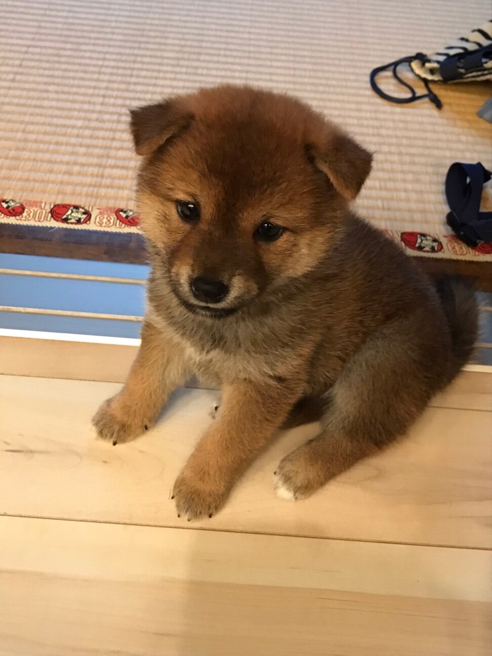 あんこ（柴犬） ペットのおうち【月間利用者150万人！】